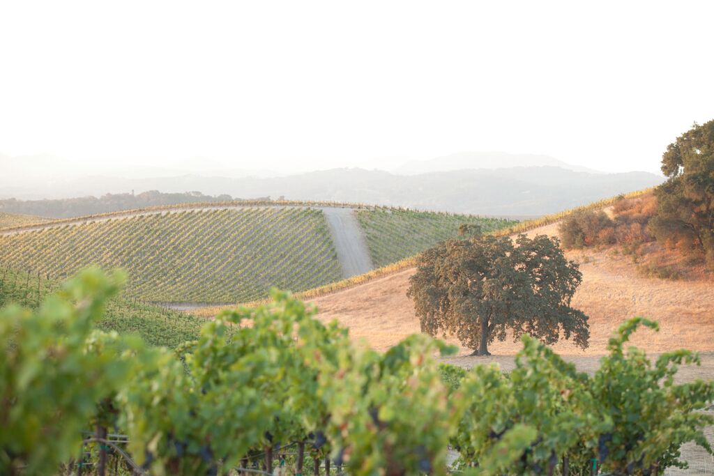 Sunlit vineyard on rolling hills with a dirt path, oak tree, and distant mountains under a hazy sky.